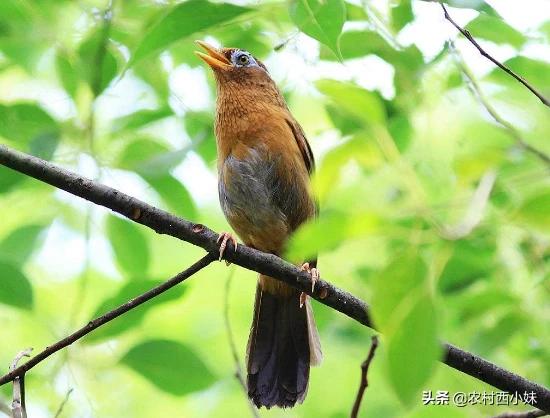画眉鸟老是撞笼怎么办,画眉鸟窜杠如何解决