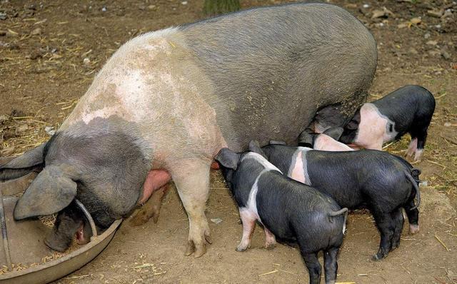 母猪产前喂多怎么办,母猪产后1到7天喂食的正确方法