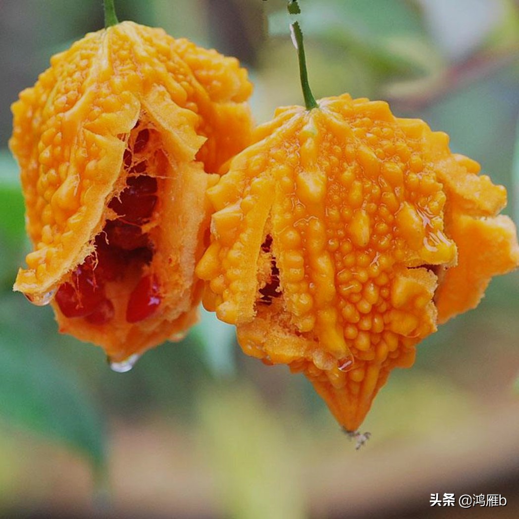 您认识这是什么，能叫出它的名字吗？