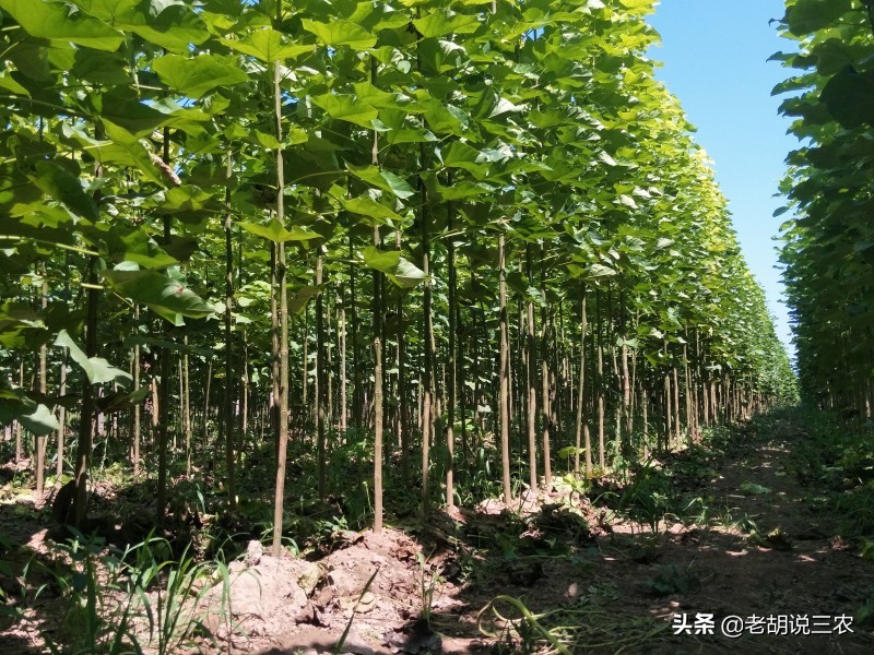 楸木价格,楸树卖价