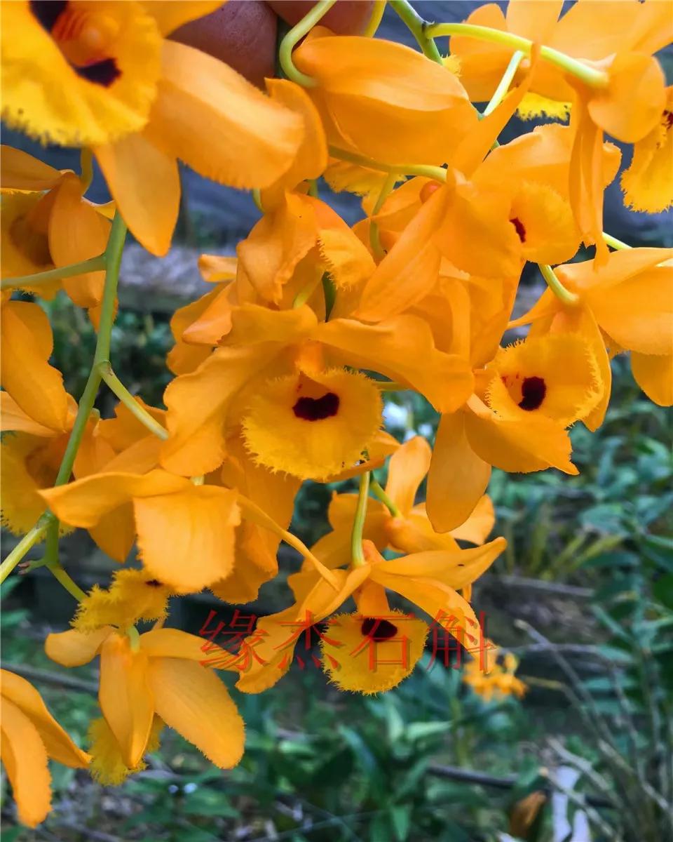 野生石斛的功能与用法,野生石斛和人工种植的区别