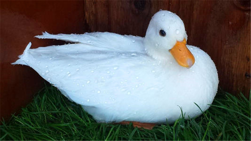 宠物对人们的重要性,宠物对人的意义