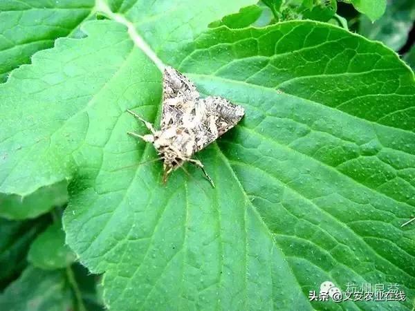 西瓜病虫害防治方法,盆栽西瓜怎么预防虫害