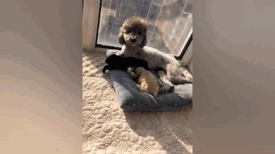 泰迪帮主人看孩子,泰迪看到主人回来露肚皮