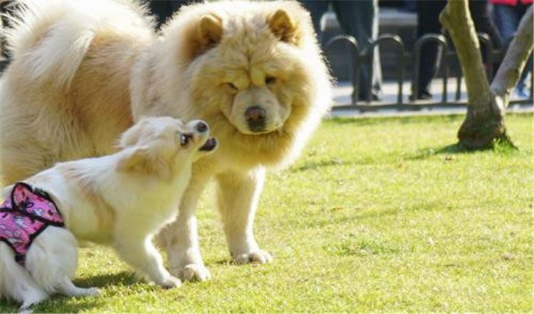 狗妈妈生孩子了该怎么办,狗妈妈生不出来怎么办