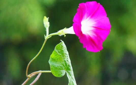 广州叮当国医健康管理有限公司,叮当国医北京健康管理有限公司