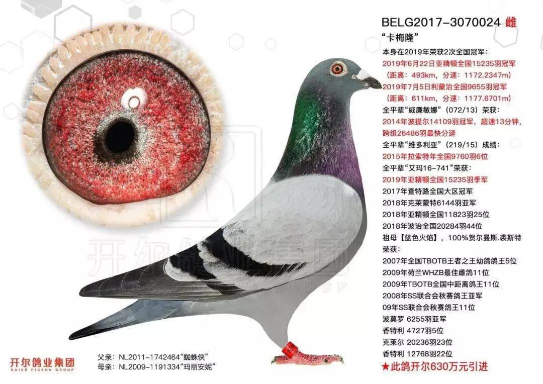 中国最贵的赛鸽前十名,最贵的一羽赛鸽