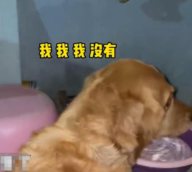 山东一金毛交男朋友玩私奔，主人气坏：我不同意，你配不上俺家狗