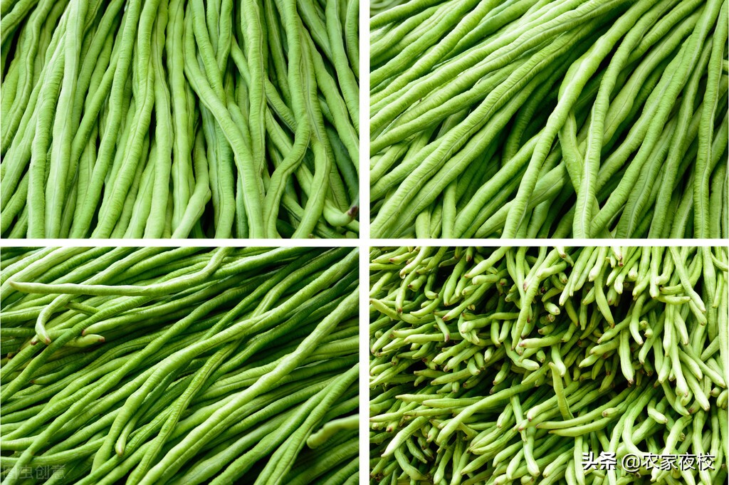 豆角为什么结的少,豆角剪枝结二茬