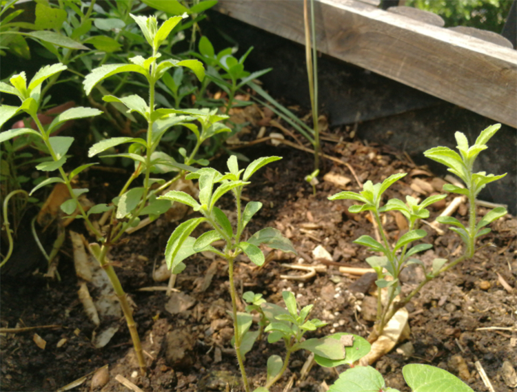 甜叶菊现在前景怎么样,甜叶菊为什么美国不能使用