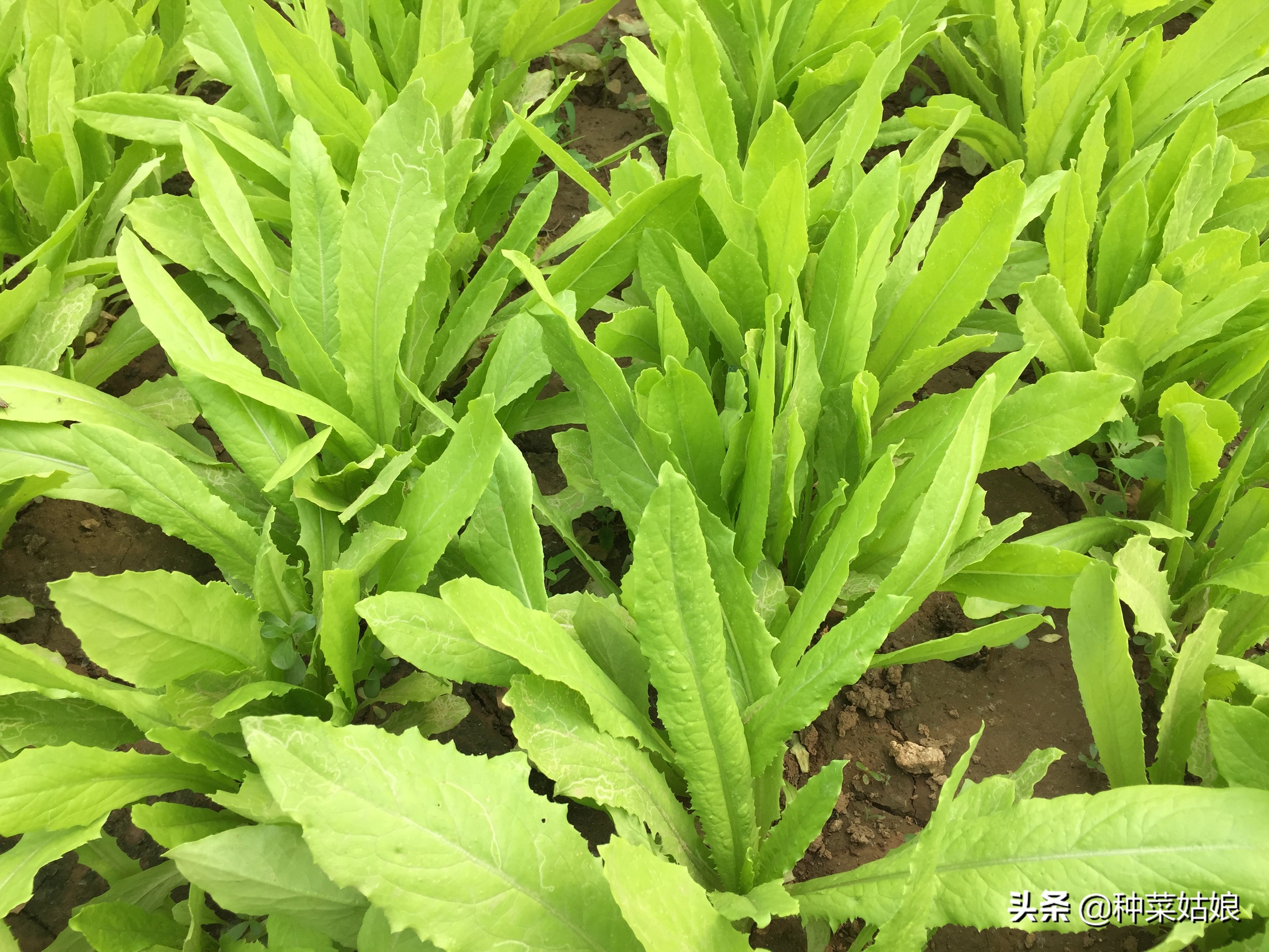 蔬菜幼苗下面黄叶怎么回事,蔬菜黄叶变绿最快方法
