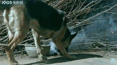 白龙马惨死最后怎么解决的,白龙马惨死事件