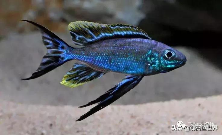 慈鲷蓝波,三湖慈鲷哪些值得养