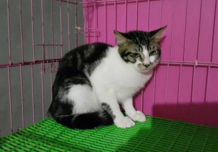 发情前绝育还是发情后绝育好,发情中做绝育会立即停止发情吗