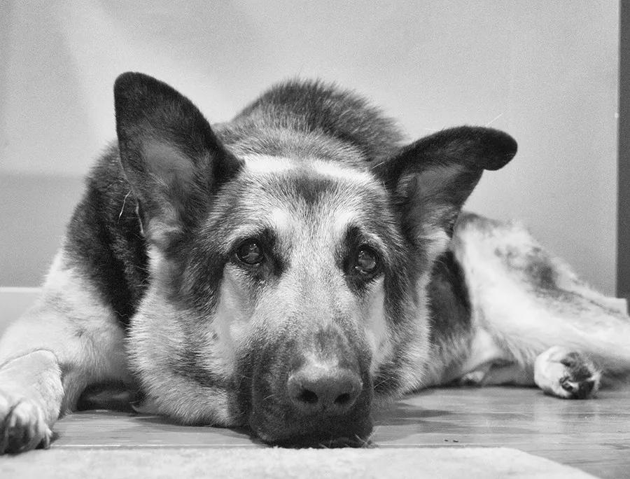 我怕狗英文,我怕狗