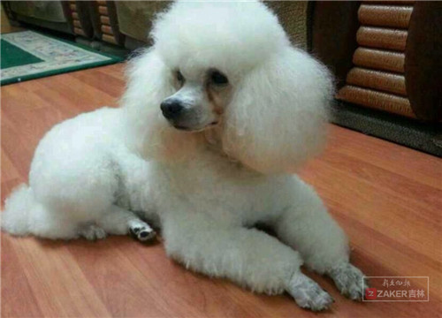 死了十多条狗两只鸡！长春亚泰桃花苑宠物死亡数量增加