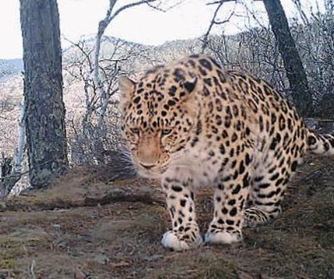 2019年黑龙江有多少种珍稀动物,黑龙江省国家一级保护动物名录