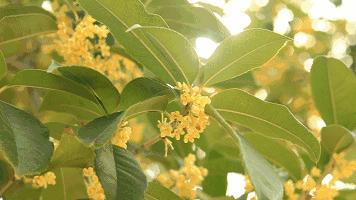 秋分是秋高气爽稻花飘香的季节,秋分秋实丹桂飘香