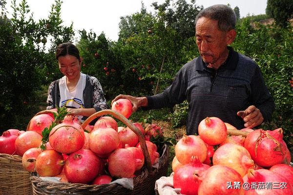 石榴防开裂套袋,石榴疏果技术
