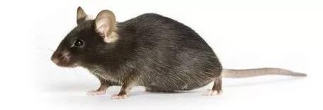 老鼠实验看人类命运,预测人类命运的老鼠实验