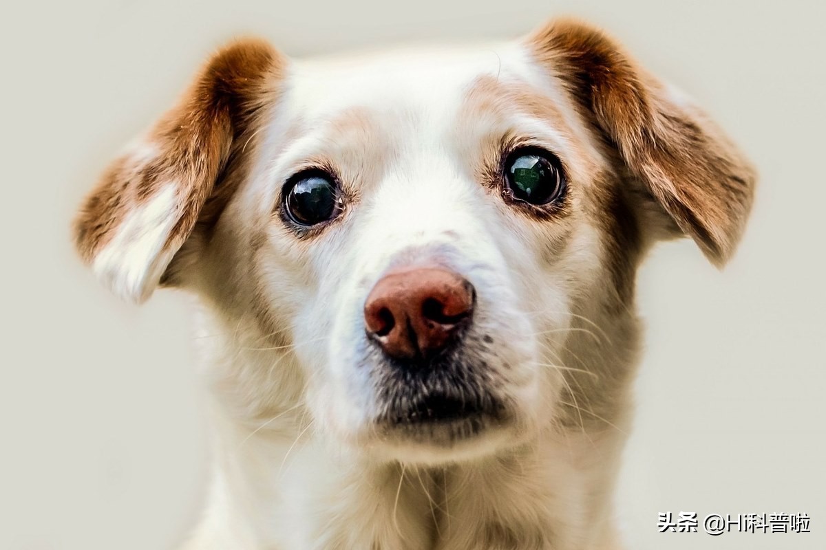 人类不能*亲近**生育，为什么却让狗“回交”，纯种狗真的好吗？