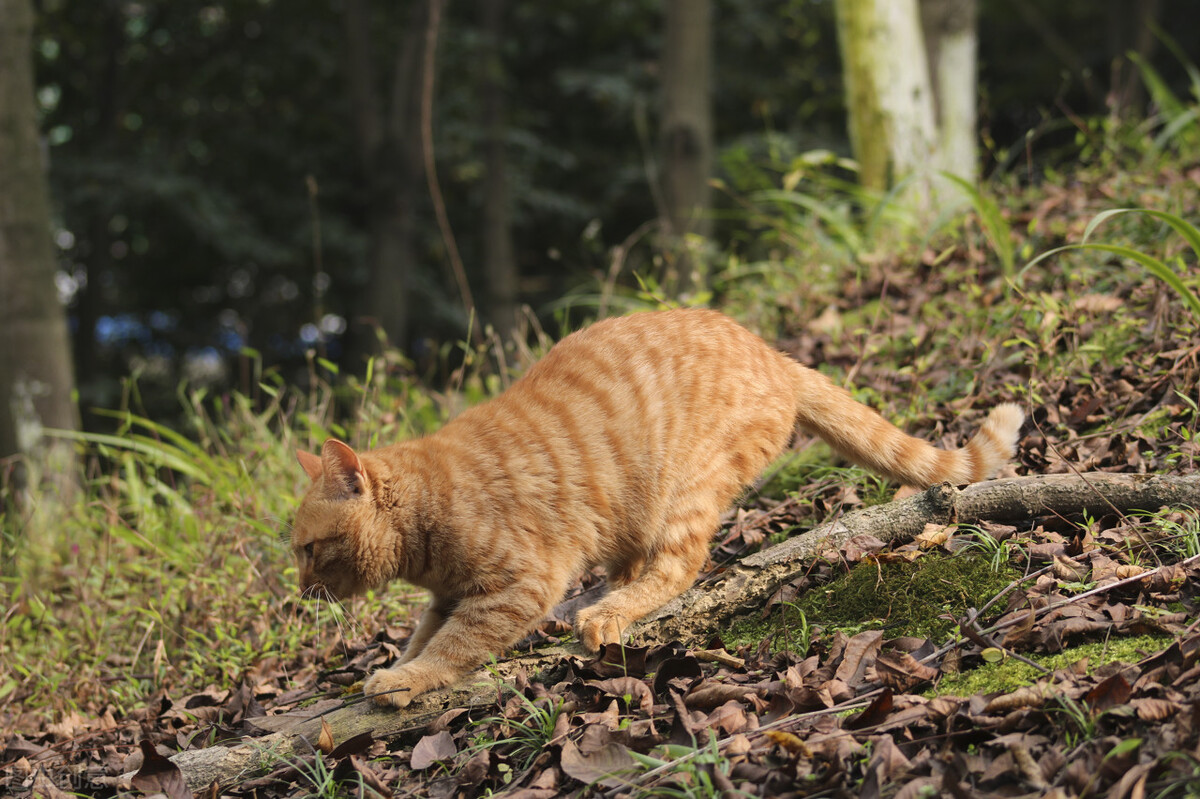 公猫不靠近母猫还老打架,公猫胆子小不配猫怎么办