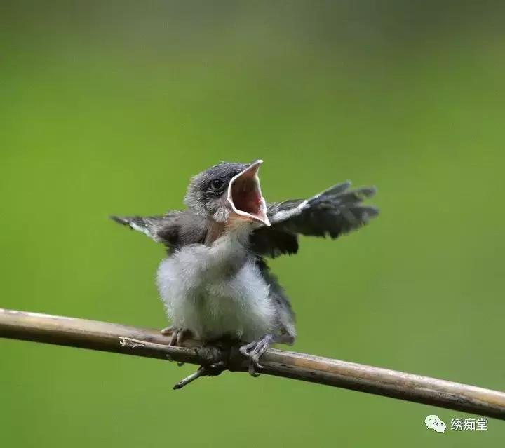画眉鸟雏鸟,怎么喂养雏鸟鹦鹉