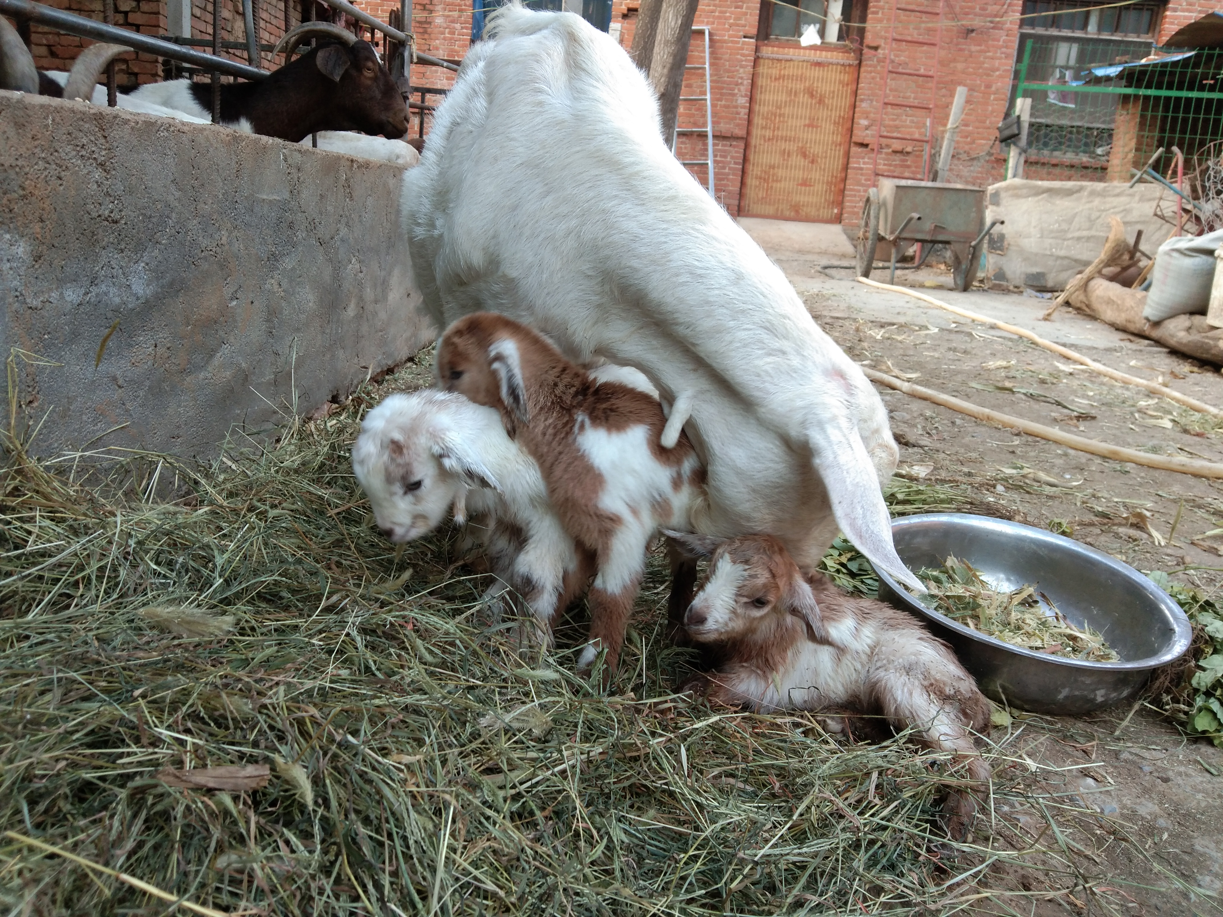 养羊人常用的几种药物汇总，家中常备，以防不时之需（上）