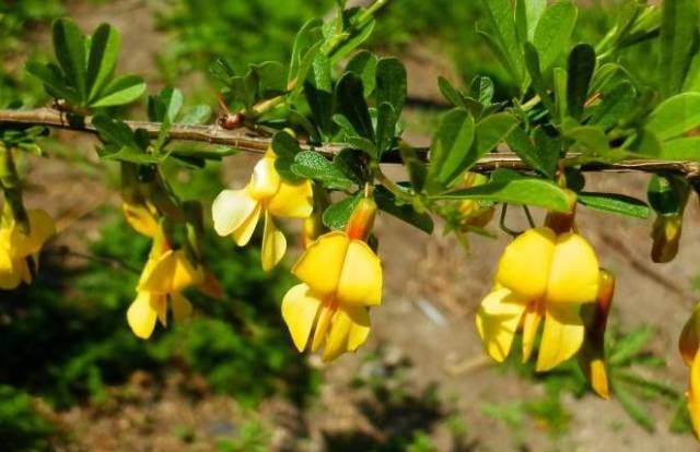 云南特产山货血三七,云南独有的44种野菜