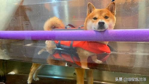 宠物spa的六大好处,宠物spa水疗