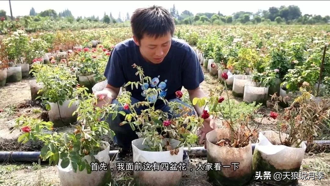 新长的月季叶子卷曲萎蔫怎么回事,月季叶子绿的就蔫了