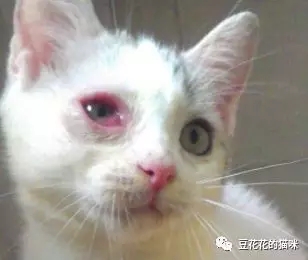 猫咪眼屎多还流泪怎么办,猫咪眼屎多流稠鼻涕怎么治
