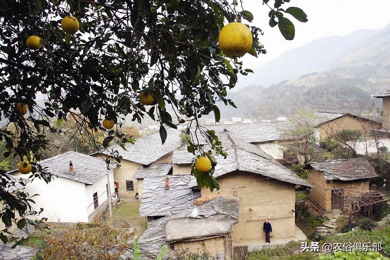 房前不种桑树房后不种柳树,前不种桑后不栽柳意味什么