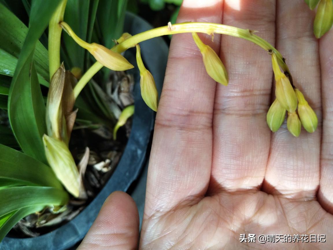 大花蕙兰花苞从哪个位置长出的,蕙兰换盆时根部干瘪怎样处理
