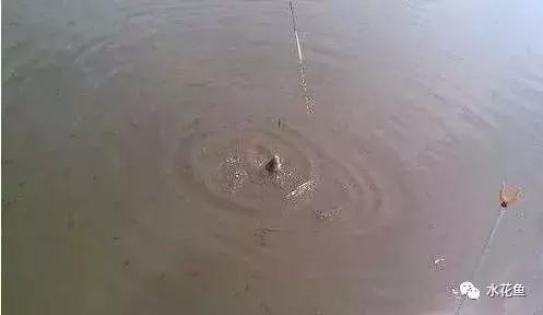 水产养殖水质评价标准,水产养殖水质怎么查看的