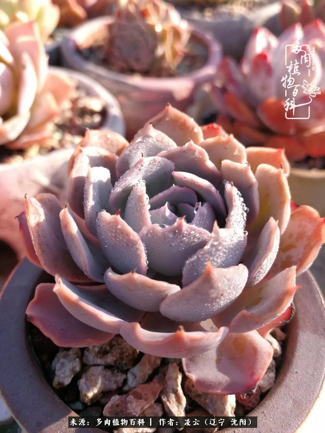 秋闲赏多肉，话育儿，亲生的自家娃，总有一刻让你怦然心动