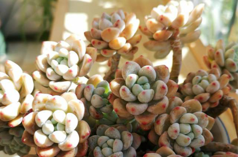 多肉贝瑞夏天如何度夏,麦秆多肉夏天好度夏吗