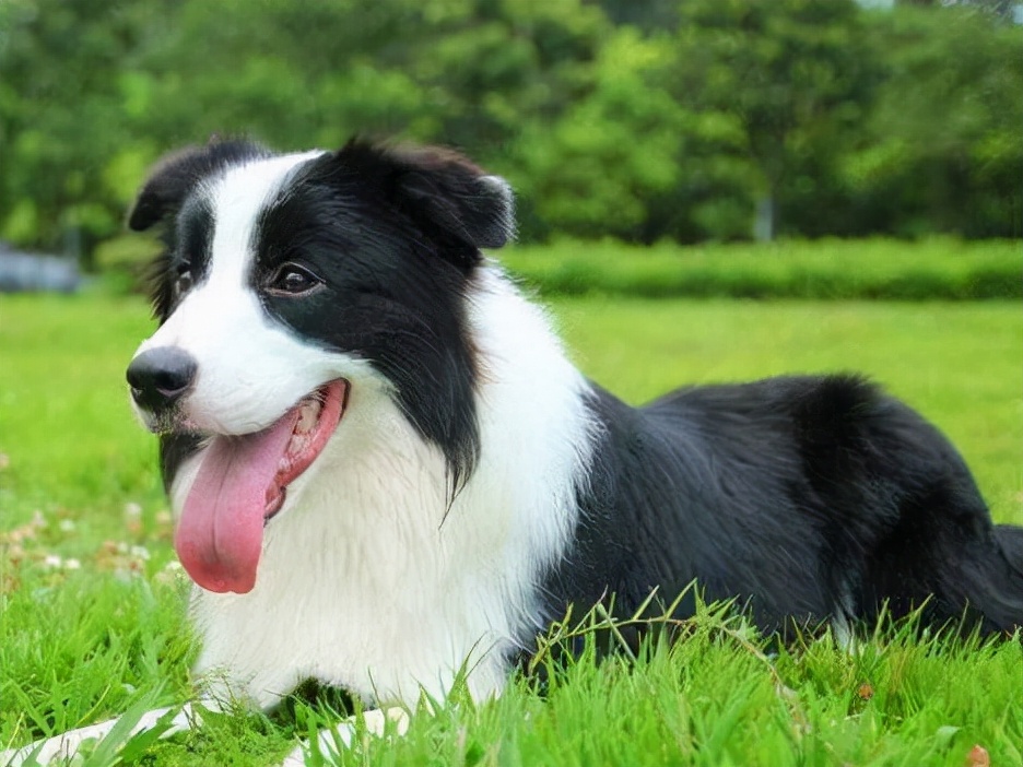 边牧毛发干枯怎么办啊,小边牧的毛发干枯吃打虫药可以吗