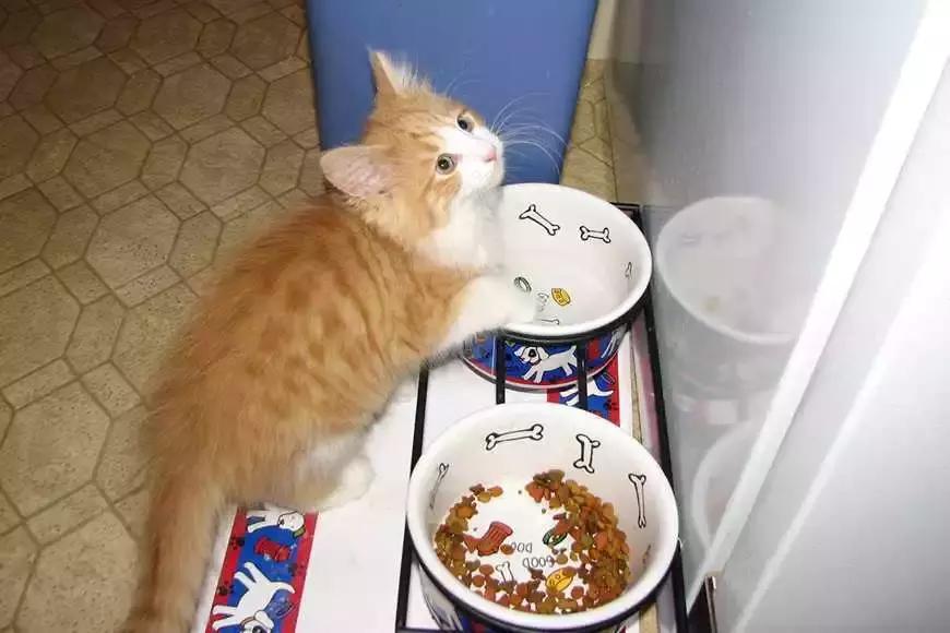 猫咪喂干猫粮好还是湿猫粮,干猫粮和湿猫粮哪个好