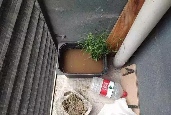 铜钱草与马蹄莲区别,马蹄金铜钱草怎么更旺盛