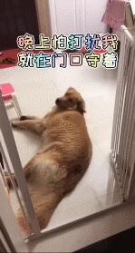 主人怀孕后狗狗变得更粘人了,主人怀孕后狗狗的反应哈士奇