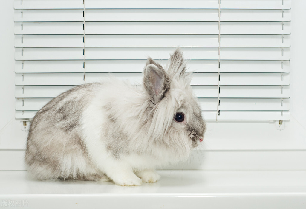 兔子拉稀怎么治最好兔子拉稀怎么处理