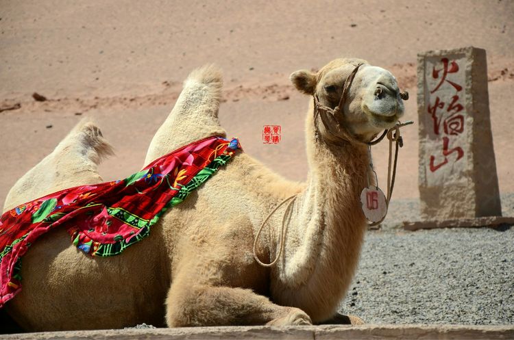 *疆新**是个好地方作者：刘尊鑫