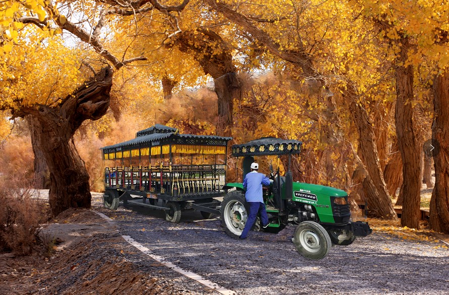额济纳旗住宿一般多少钱,国庆额济纳旗胡杨林攻略