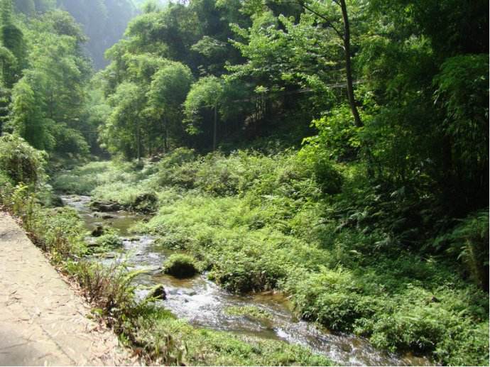 一片翠竹还是一丛翠竹,漫山遍野翠绿的竹海风景