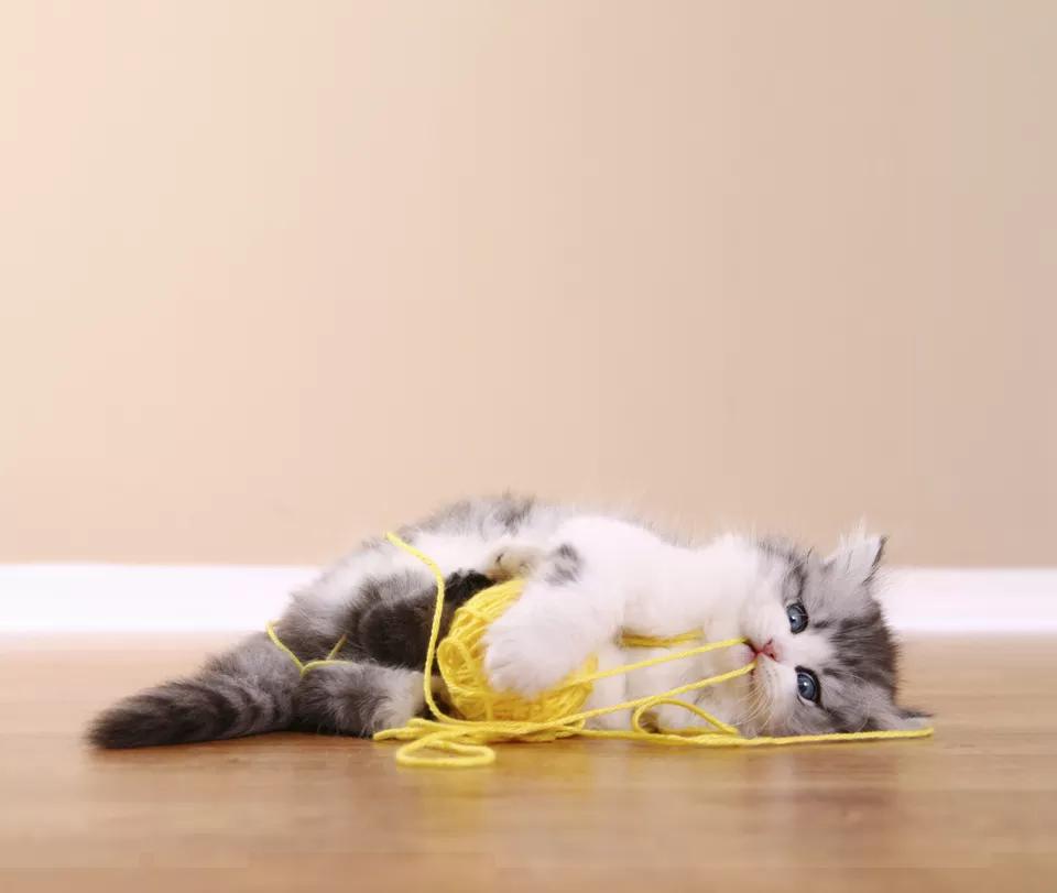 猫吃了针线怎么才能拉出来,猫吃了缝衣服的针