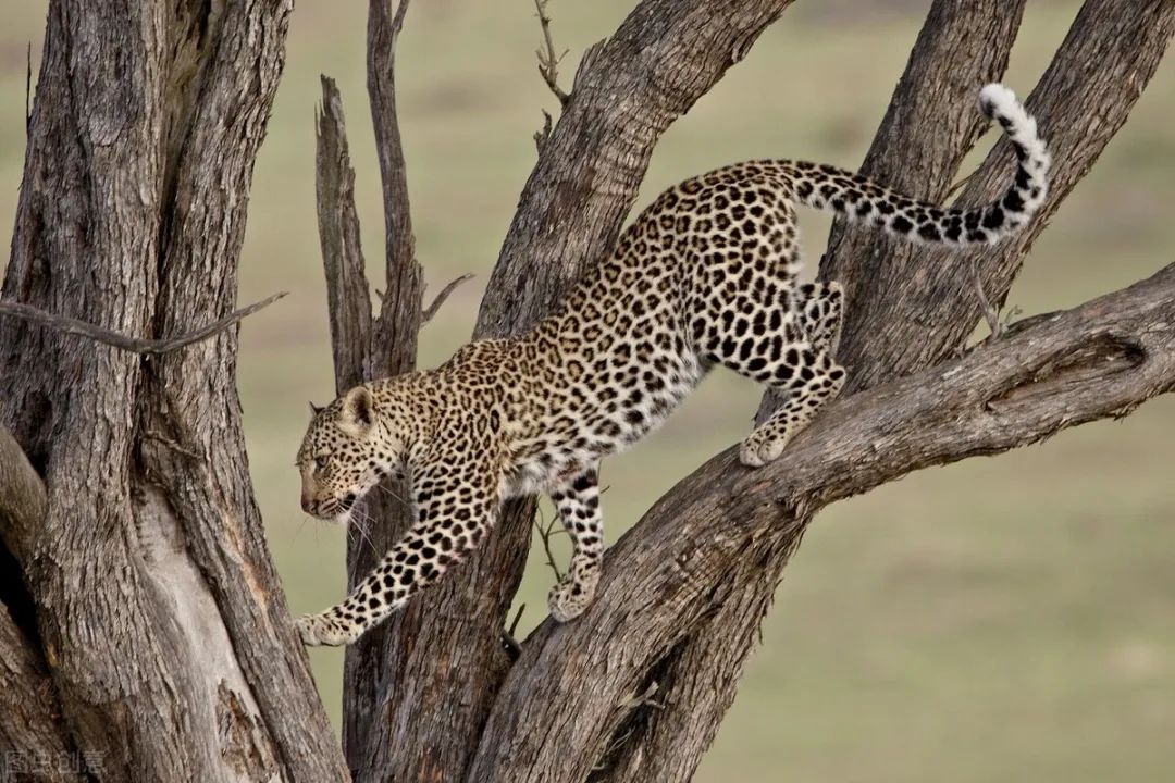 金钱豹被犬咬死,第二条金钱豹被狗咬死