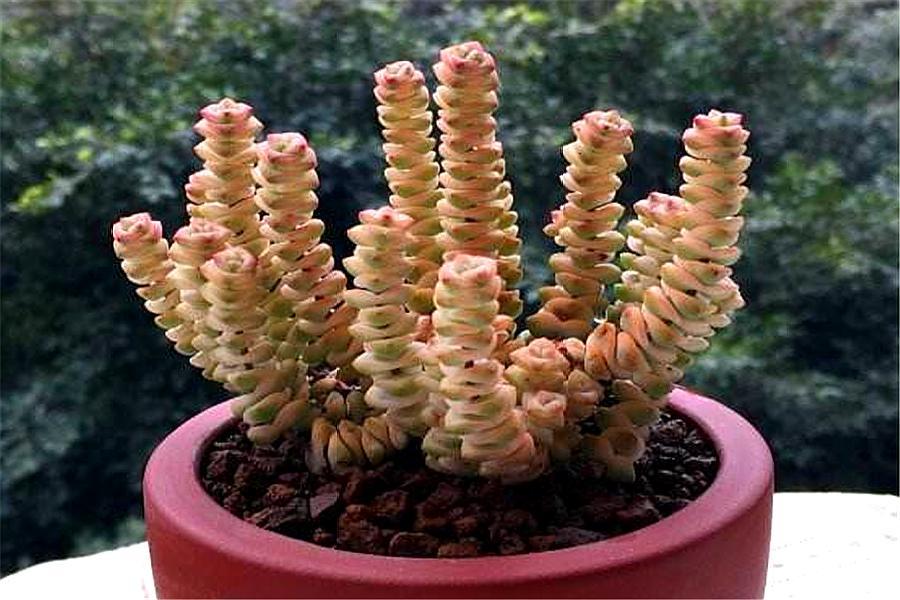 多肉钱串怎么养成老桩,钱串多肉老桩