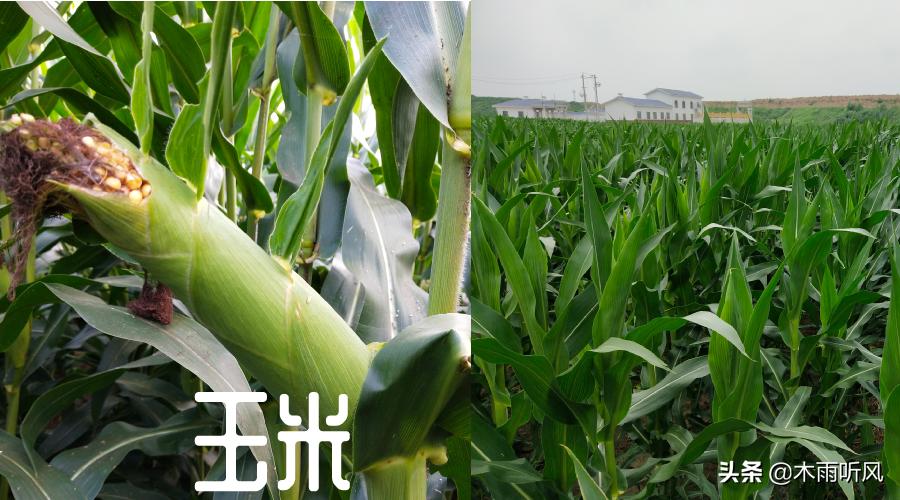 玉米打了控旺剂生长停滞了怎么办,玉米控旺药后几天恢复正常生长