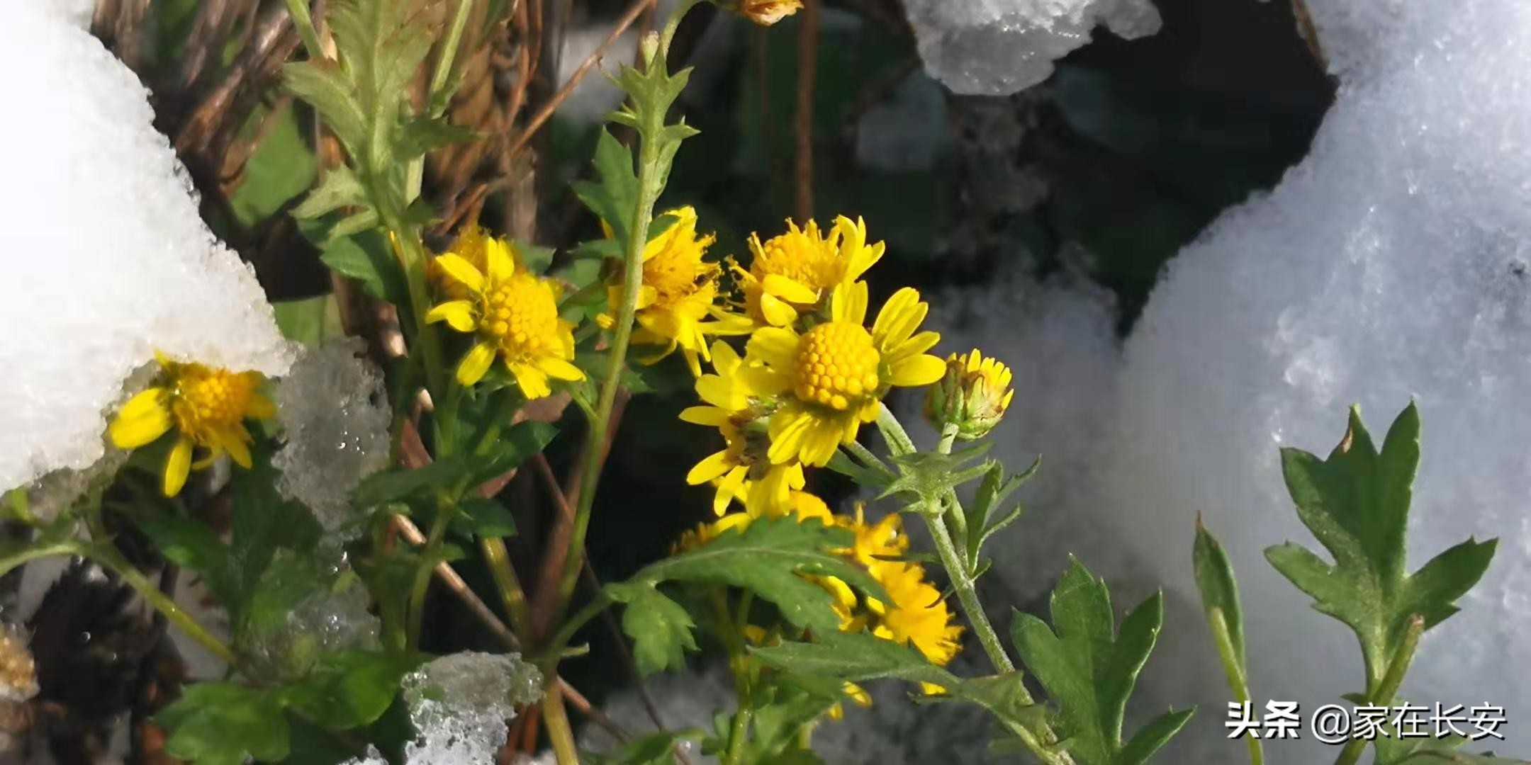 白雪柿子,秦岭草甸高山野菊花